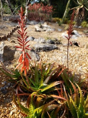 aloe 5 Aloe dorotheae