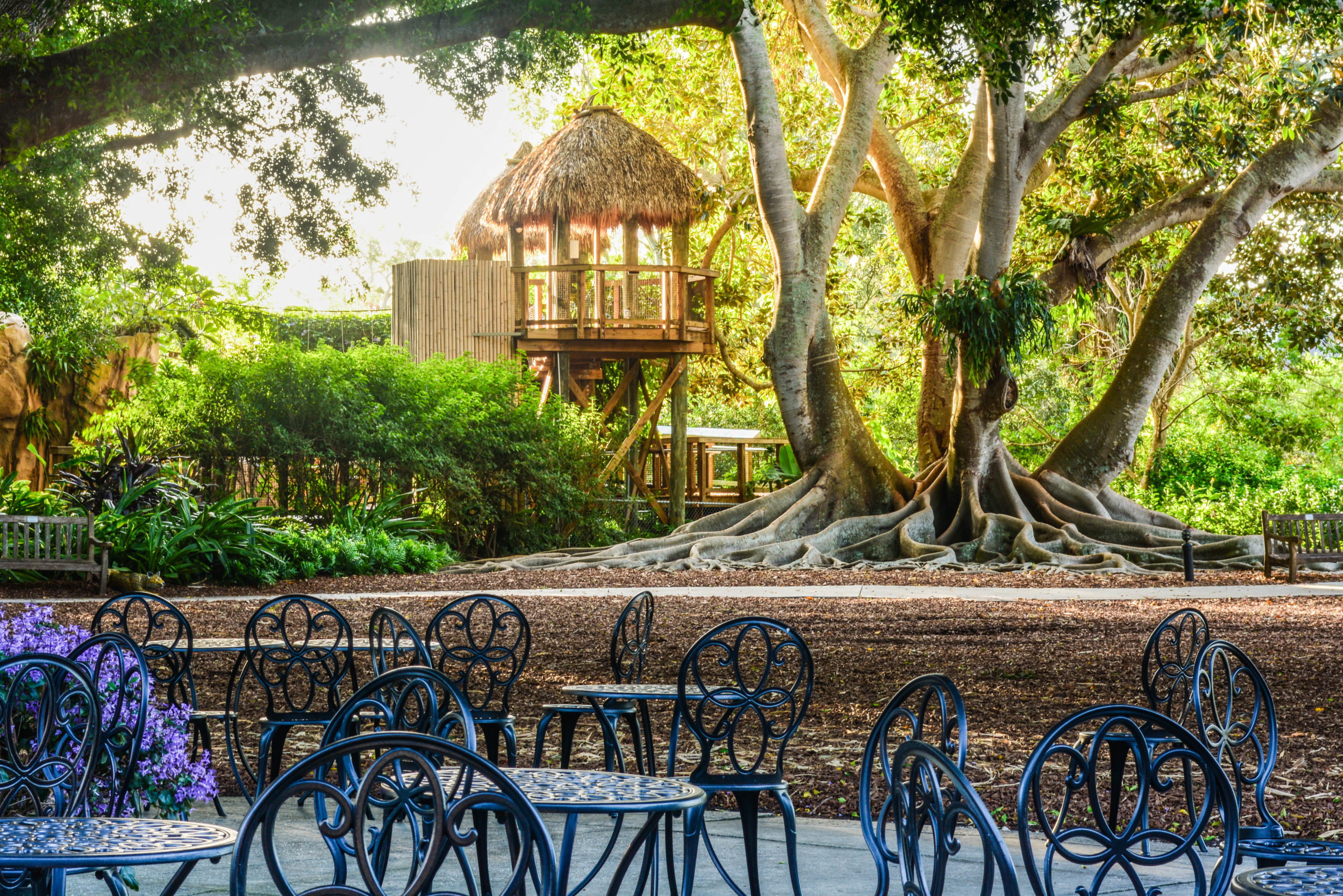 Ann Goldstein Childrens Rainforest Garden Photo Courtesy of Marie Selby Botanical Gardens Moreton Bay Fig Tree