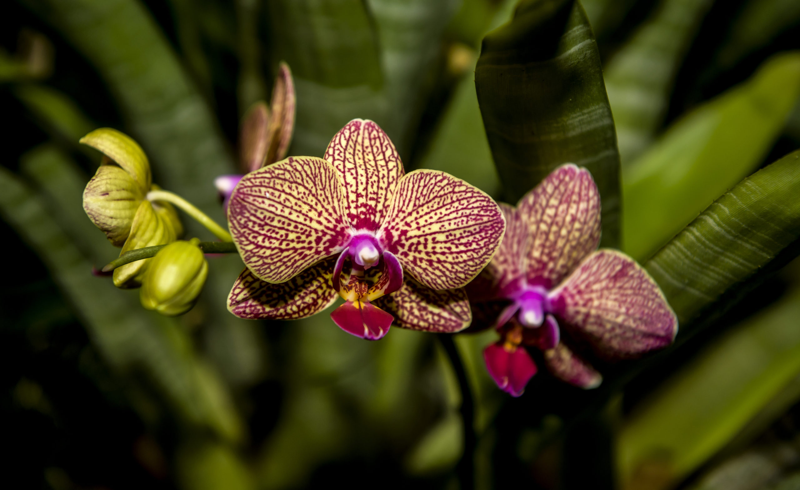 _CVR0832 Bright Pink Orchids