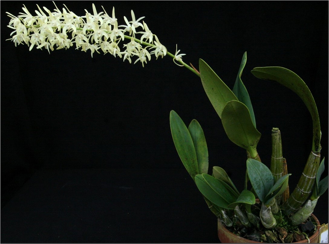 dendrobium 2 “Hard-caned” Dendrobium speciosum in MSBG’s greenhouse collection
