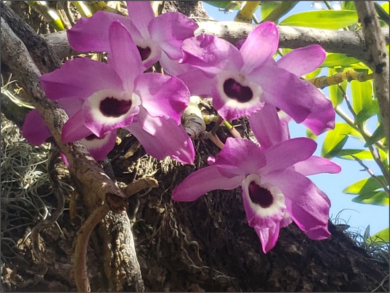 dendrobium 4 Hybrid Dendrobium nobile