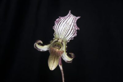 Paphiopedilum fairrieanum (Wade Collier)