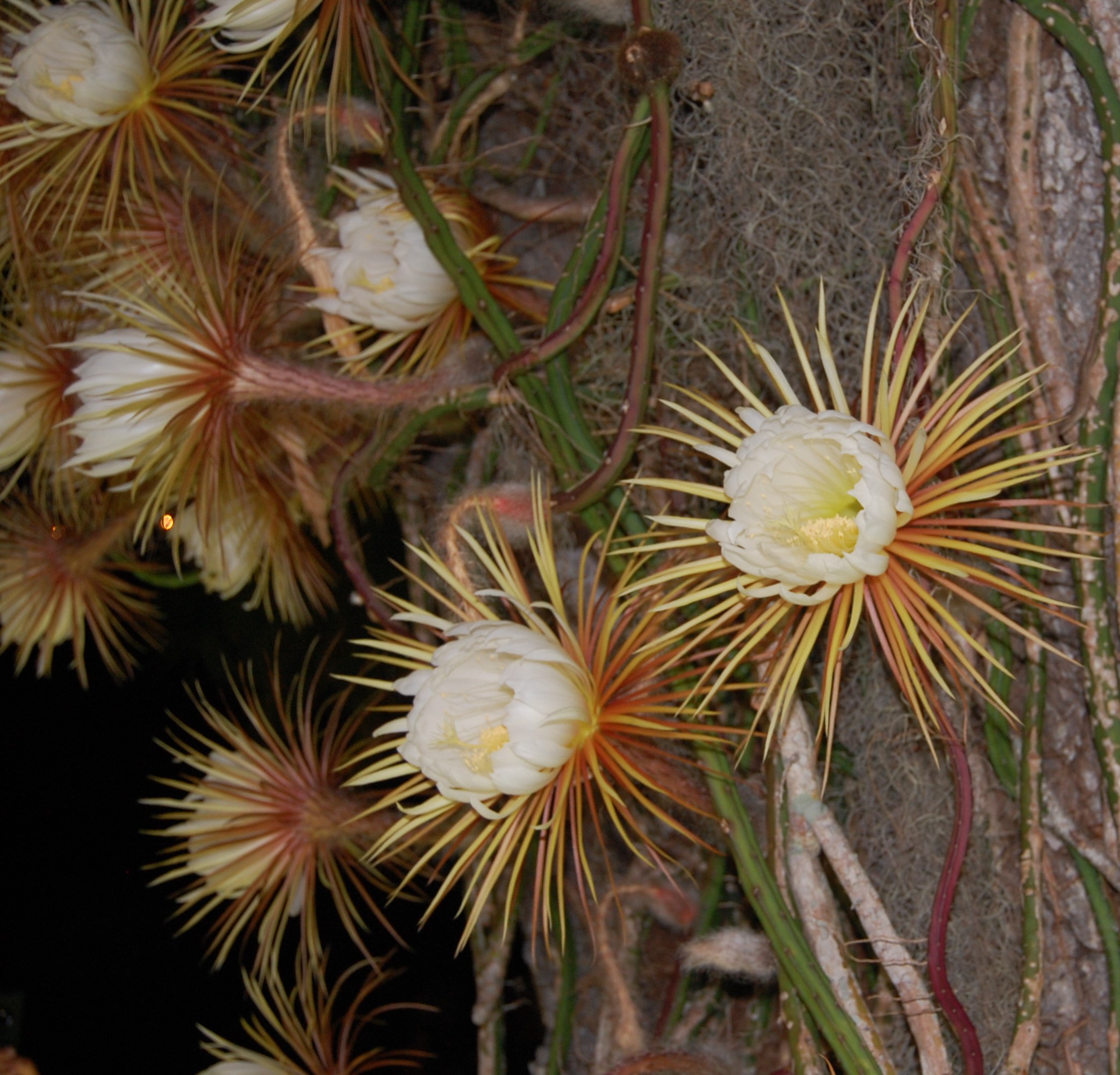 Queen of the Night June 6 2021 (13) Selenicereus in bloom