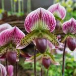 About Marie Selby Botanical Gardens®