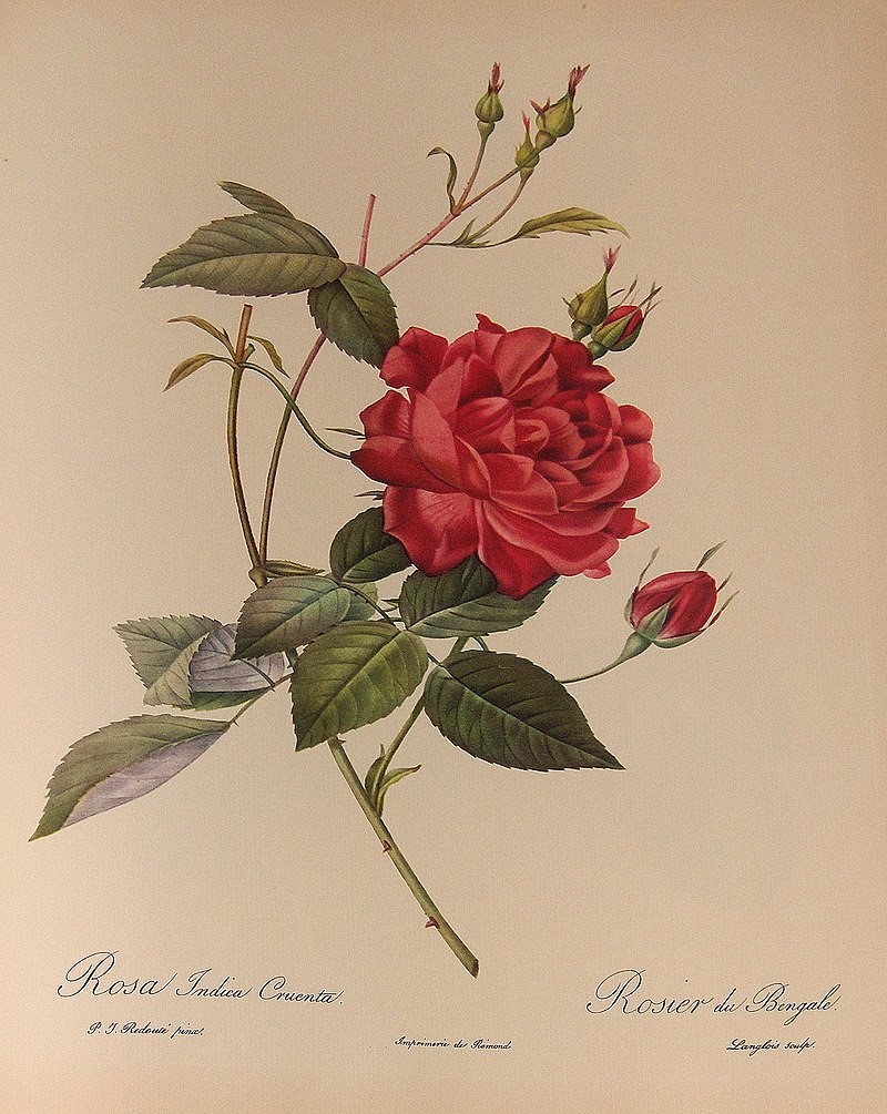 Rose painting Rose Painting
